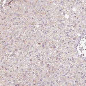 Anti-EMC10 antibody produced in rabbit 