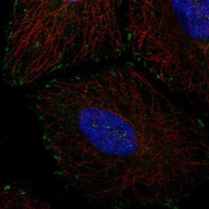 Anti-EMC4 antibody produced in rabbit 