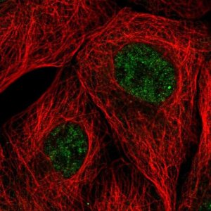 Anti-EMC7 antibody produced in rabbit 