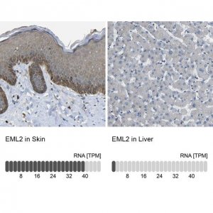 Anti-EML2 antibody produced in rabbit HPA012757-100UL