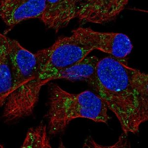 Anti-EML6 antibody produced in rabbit 