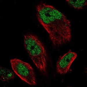 Anti-EMSY antibody produced in rabbit 