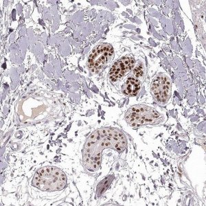 Anti-EN1 antibody produced in rabbit 