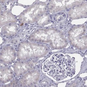 Anti-EN1 antibody produced in rabbit 