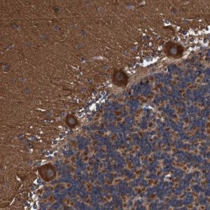 Anti-ENDOG antibody produced in rabbit 