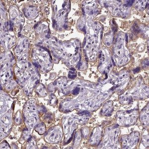 Anti-ENG antibody produced in rabbit 