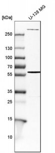 Anti-ENG antibody produced in rabbit 