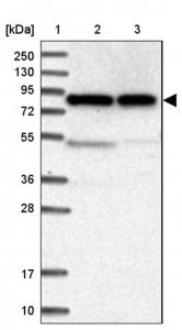 Anti-ENOX1 antibody produced in rabbit 