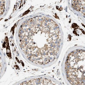 Anti-ENTHD1 antibody produced in rabbit 