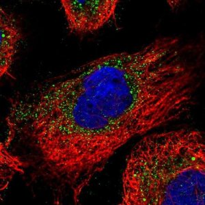 Anti-ENTPD4 antibody produced in rabbit 