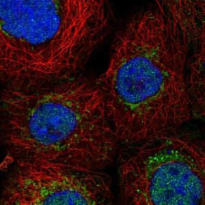 Anti-ENY2 antibody produced in rabbit 