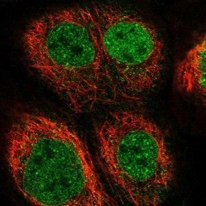 Anti-EOGT antibody produced in rabbit 