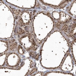 Anti-EPB41L4A antibody produced in rabbit 