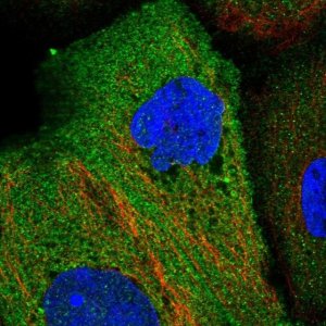 Anti-EPB41L4B antibody produced in rabbit 