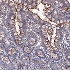 Anti-EPHA8 antibody produced in rabbit 