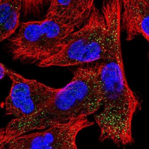 Anti-EPN2 antibody produced in rabbit 