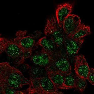 Anti-EPOP antibody produced in rabbit 