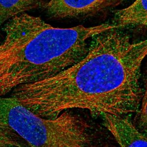 Anti-EPS15 antibody produced in rabbit 