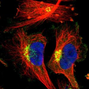 Anti-EPS8 antibody produced in rabbit 
