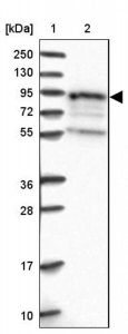 Anti-EPS8L1 antibody produced in rabbit 
