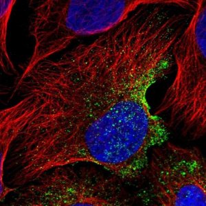 Anti-EPS8L3 antibody produced in rabbit 