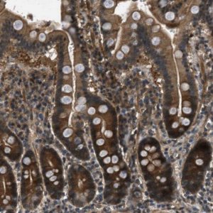 Anti-EPSTI1 antibody produced in rabbit 