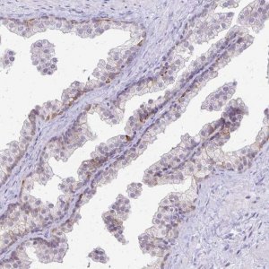Anti-EPYC antibody produced in rabbit 