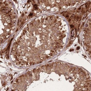 Anti-ERBB3 antibody produced in rabbit 