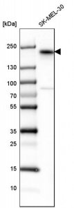 Anti-ERBB3 antibody produced in rabbit 