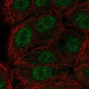 Anti-ERF antibody produced in rabbit 