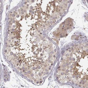 Anti-ERGIC2 antibody produced in rabbit 