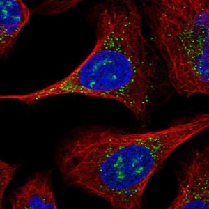Anti-ERGIC2 antibody produced in rabbit 