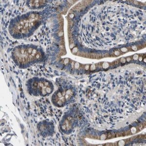 Anti-ERGIC3 antibody produced in rabbit HPA015968-100UL