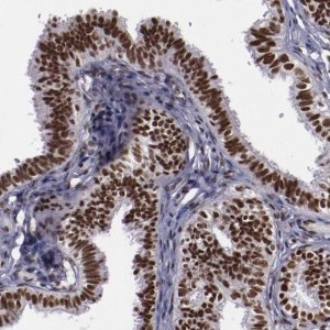 Anti-ERH antibody produced in rabbit 