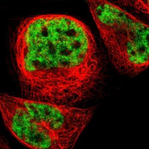 Anti-ERH antibody produced in rabbit 