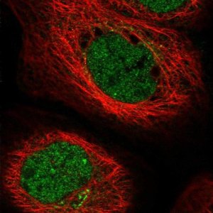 Anti-ERI2 antibody produced in rabbit 