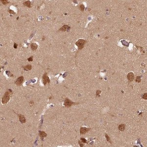 Anti-ERI3 antibody produced in rabbit HPA029895-100UL