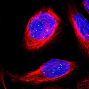 Anti-ERICH1 antibody produced in rabbit HPA003725-100UL