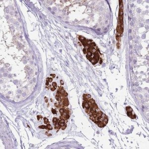 Anti-ERICH4 antibody produced in rabbit 