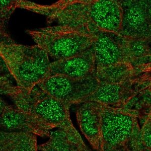 Anti-ERICH4 antibody produced in rabbit 