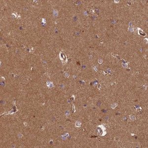 Anti-ERMARD antibody produced in rabbit 