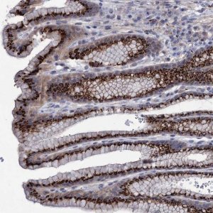 Anti-ESD antibody produced in rabbit 