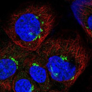Anti-ESD antibody produced in rabbit 