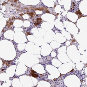 Anti-ESPNL antibody produced in rabbit 