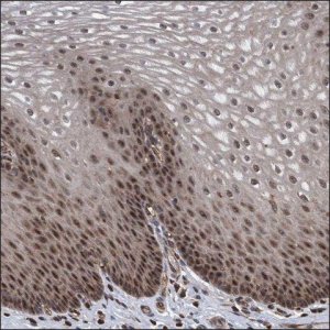 Anti-ESRP1 antibody produced in rabbit HPA023720-100UL