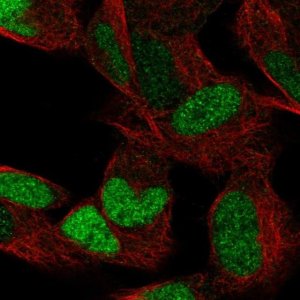 Anti-ESRRG antibody produced in rabbit 