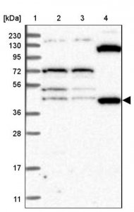 Anti-ETF1 antibody produced in rabbit 