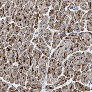 Anti-ETFB antibody produced in rabbit 