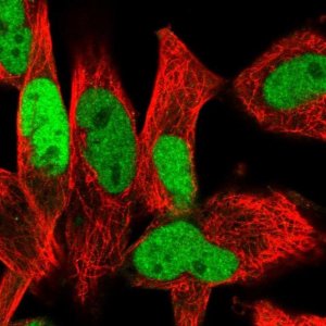 Anti-ETS1 antibody produced in rabbit 