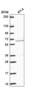 Anti-ETV5 antibody produced in rabbit 